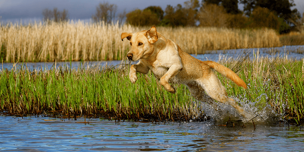 Dog running on water sales